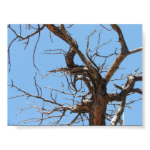 Bare Branches posters by bradyemmett Bare Branches posters