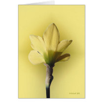 Bare Naked Daffodill cards by StarLily Bare Naked Daffodill cards