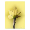 Bare Naked Daffodill posters by StarLily Bare Naked Daffodill posters