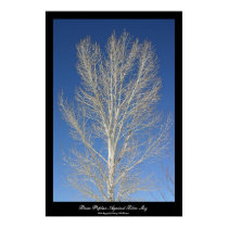 Bare Poplar Against Blue Sky posters by spthompson Bare Poplar Against Blue Sky posters