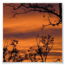 Bare Tree At Sunset Photo Art