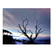 Bare Tree On Shore At Sunset Post Cards