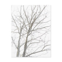 Bare Tree Postcard