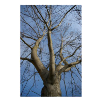 Bare Tree posters by DiscombobulatedBoy Bare Tree posters