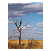 Bare Tree Print photography