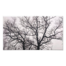 Bare Trees in High Park Photograph