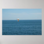 BarHarborSeagull Poster