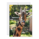 Baringo Giraffe Custom Announcements