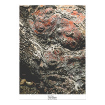 Bark Face, Genoa, Nevada posters by daysrays Bark Face, Genoa, Nevada posters