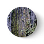 Bark Of Ancient Redwood Trees Pins