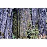 Bark Of Ancient Redwood Trees Photo Cutouts