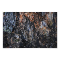 Bark texture photo