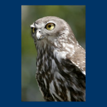 Barking Owl posters by lesleyworld Barking Owl posters