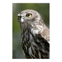 Barking Owl posters by lesleyworld Barking Owl posters