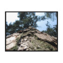 Barking up the wrong tree postcards by iiiyaaa Barking up the wrong tree postcards