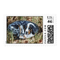 "Barkley" dog rock stamp