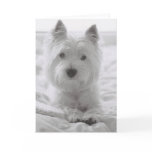 Barko in Bed Cards