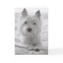 Barko in Bed Cards