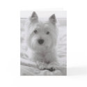 Barko in Bed cards by ycarns Barko in Bed cards