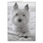Barko in Bed Cards