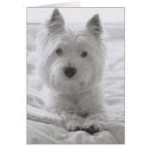 Barko in Bed Cards