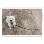barko on sandy beach with leash card