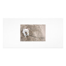 barko on sandy beach with leash picture card
