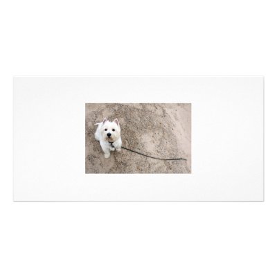 barko on sandy beach with leash picture card by ycarns