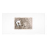 barko on sandy beach with leash photo cards