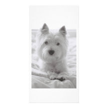 Barko on the bed photo cards