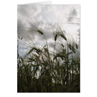 Barley Greeting Cards by rosietx1