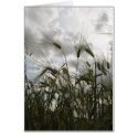 Barley cards by rosietx1 Barley cards