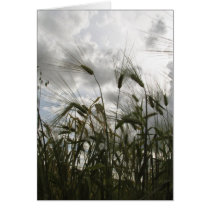 Barley cards by rosietx1 Barley cards