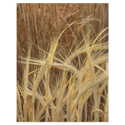 Barley Full Color Flyer by GPArkive