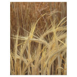 Barley flyers