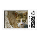 Barn Cat Postage Stamps