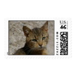 Barn Cat Stamp