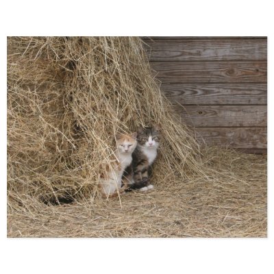 Barn cat stationary personalized letterhead by Carroljn