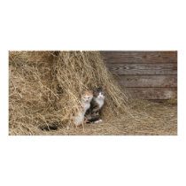 Barn Cats Card Photo Cards