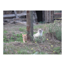 Barn Cats posters