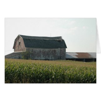 Barn & Cornfield-NE Iowa card