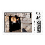 Barn Feral Cat postage