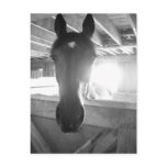 Barn Horse/Black & White Photography Post Card
