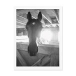 Barn Horse/Black & White Photography Post Cards