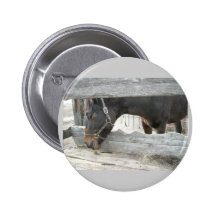 Barn Horse Humor Pinback Buttons