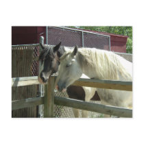 Barn Horses Post Card