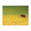 barn in the golden field postcards
