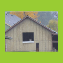 Barn Kitty Postcard postcards
