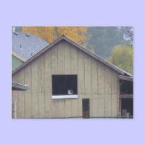 Barn Kitty Postcard by shawke123 Barn Kitty Postcard