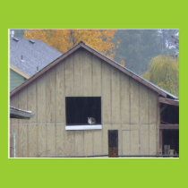 Barn Kitty Postcard postcards